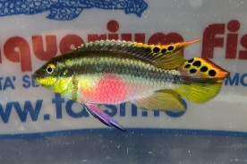 PELVICACHROMIS PULCHER M