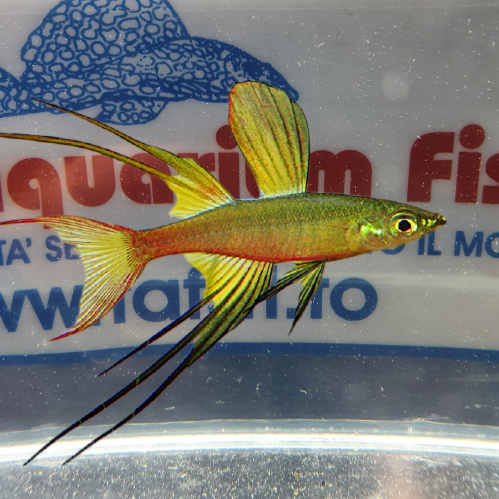IRIATHERINA WERNERI