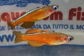 PSEUDOMUGIL PASKAI