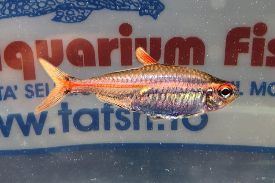 Hemigrammus erythrozonus (neon rosa)