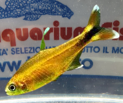 HASEMANIA NANA