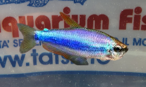 IMPAICHTYS KERRY