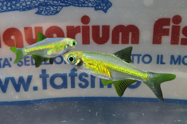 MICRODEVARIO KUBOTAI