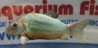 BROCHIS SPLENDENS m