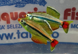 TANICHTYS MICAGEMMAE SM