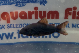 CORYDORAS VENEZUELA BLACK SM