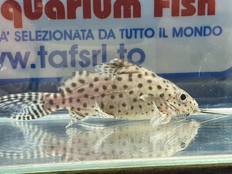 SYNODONTYS EUPTERUS