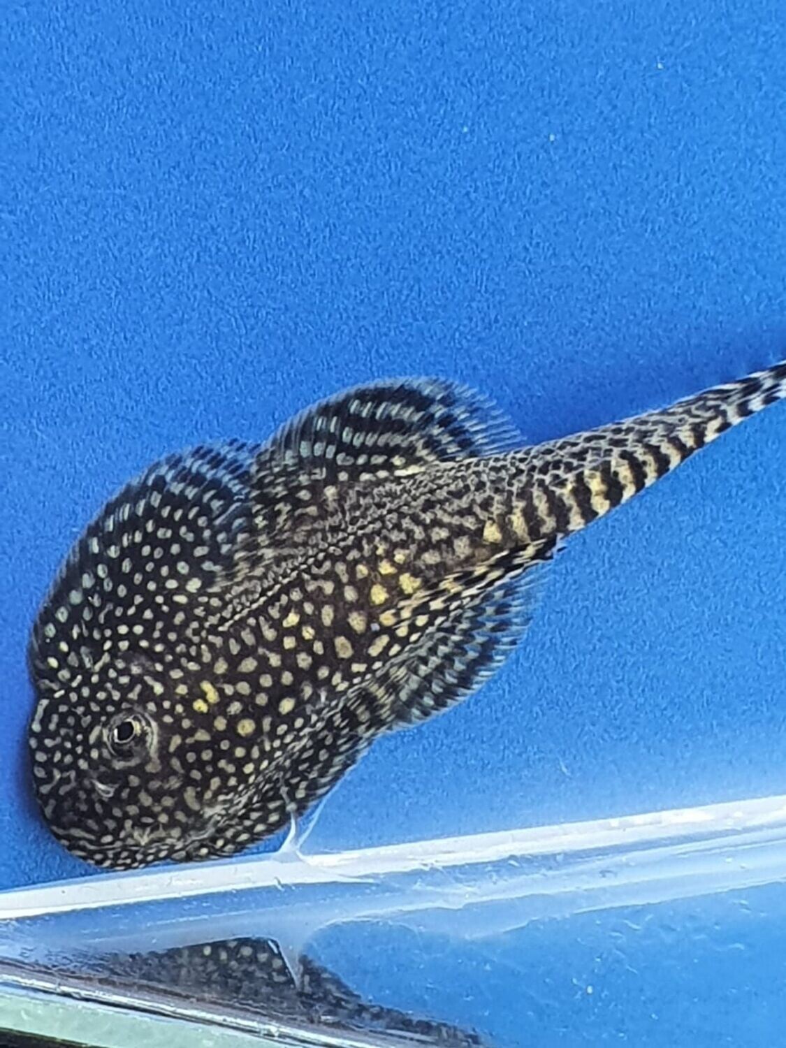 SEWELLIA LINEOLATA ml