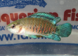 BADIS BADIS m. MANGIALUMACHE