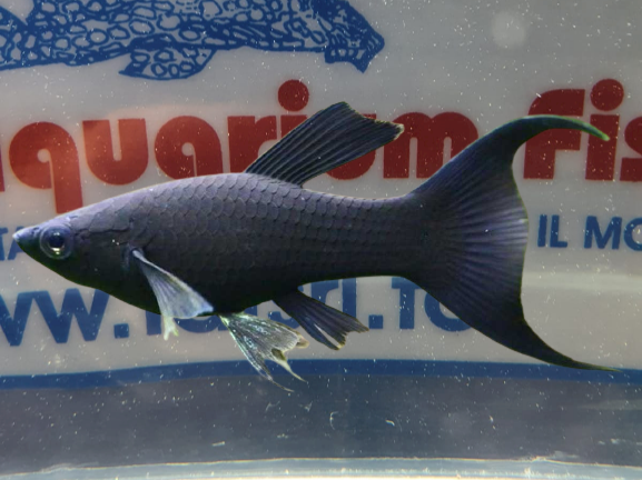 BLACK MOLLY  LYRA