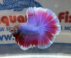 BETTA MASCHIO HALFMOON SALAMANDER