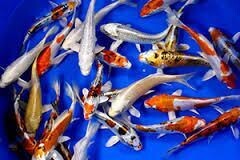 CARPA-KOI-MIX-5-6 cm