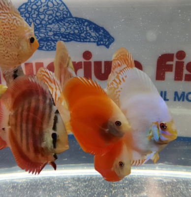 DISCUS COLORI ASSORTITI 5/6 CM - PREZZO CAD.