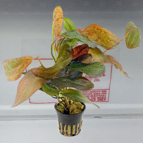 Echinodorus ozelot red