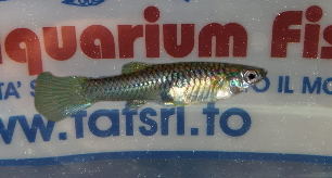 GUPPY FEMMINA ENDLER