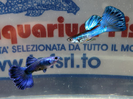 GUPPY MASCHIO BLU MIX