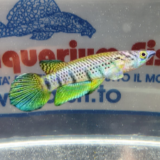 EPIPLATYS SEXFASCIATUS MD