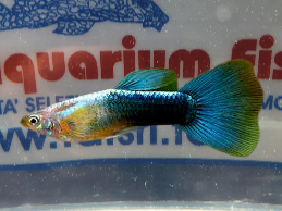 GUPPY MASCHIO BLU METALLIC NEON