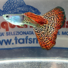 GUPPY MASCHIO SNAKESKIN RED DELTA