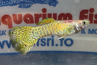 GUPPY MASCHIO COBRA YELLOW BLOND