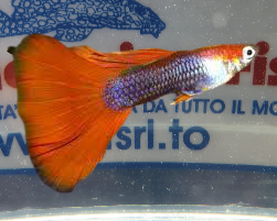 GUPPY MASCHIO H.B.RED DELTA NEON