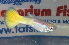 GUPPY MASCHIO LEMON