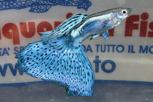 GUPPY MASCHIO BLUEGLASS