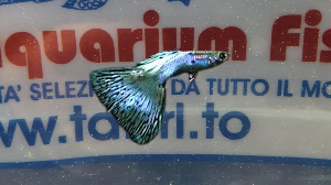 GUPPY MASCHIO COBRA BLU
