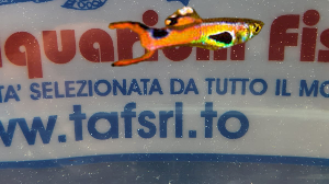 GUPPY MASCHIO ENDLER ORANGE