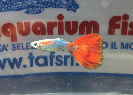 GUPPY MASCHIO GREEN RED TAIL
