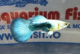 GUPPY MASCHIO METALLIC BLU NEON BLOND