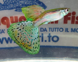 GUPPY MASCHIO MULTICOLOR