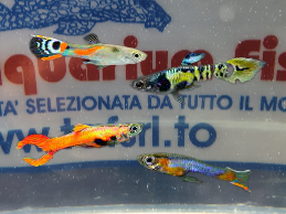 GUPPY MASCHIO ENDLER mix