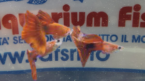 GUPPY MASCHIO RED MIX