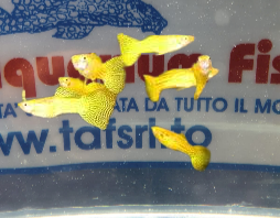 GUPPY MASCHIO YELLOW MIX