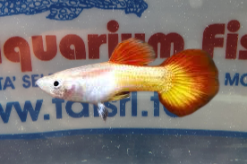 GUPPY MASCHIO TEQUILA