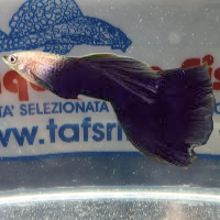 GUPPY MASCHIO TUXEDO BLACK