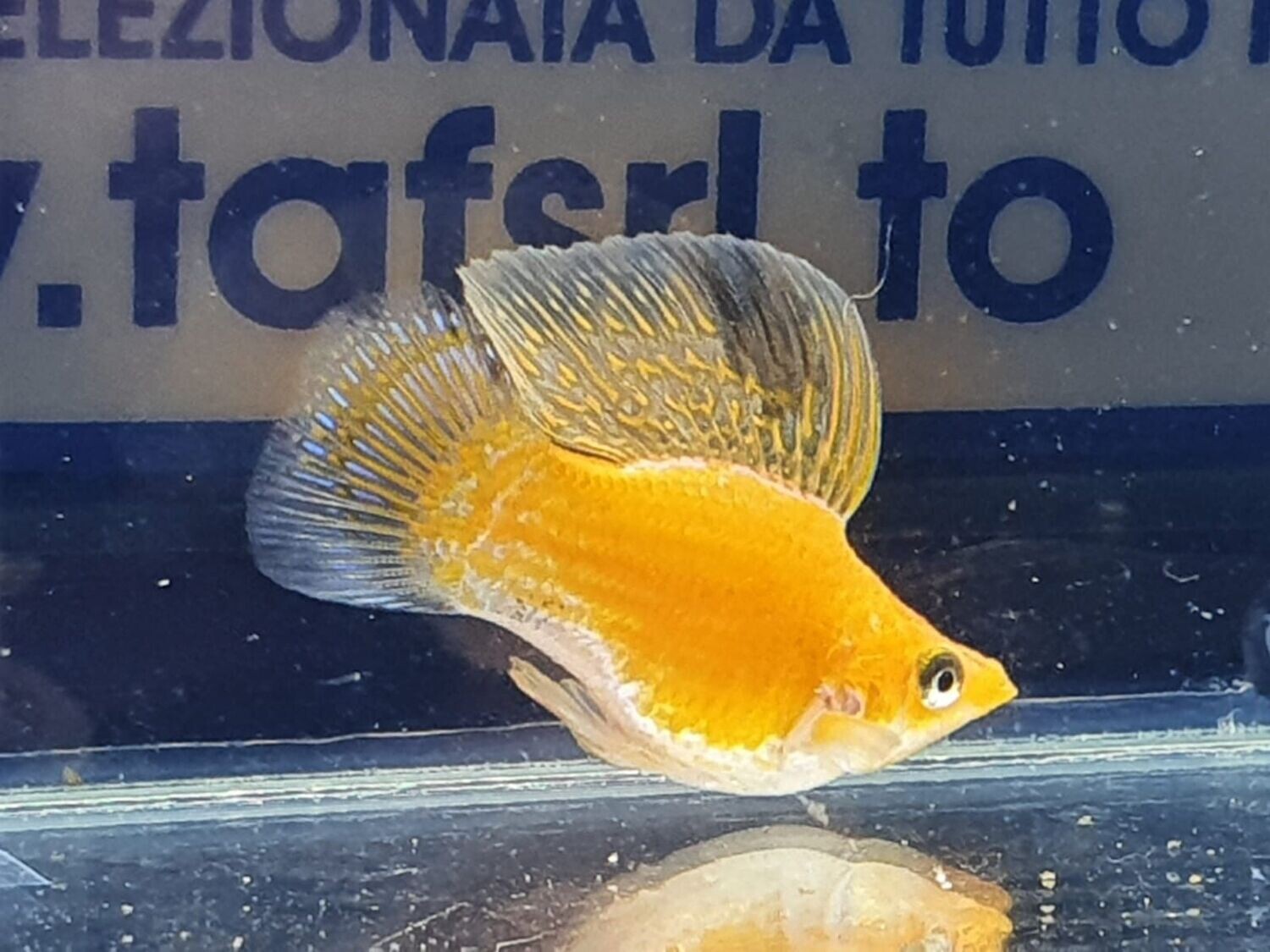 MOLLY BALLON GOLD