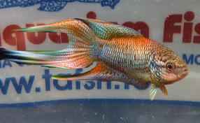 MACROPHODUS ERYTHROPTERUS 4/5CM.