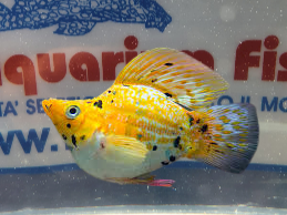 MOLLY BALLON RED LEOPARD