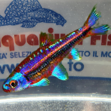 NOTROPIS CHROSOMUS 3.5CM