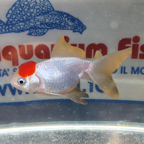 ORANDA-TESTA-ROSSA-5cm