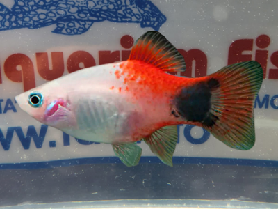 PLATY RED TOP MOON