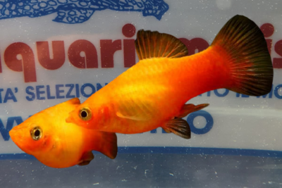 PLATY RED TOP YELLOW