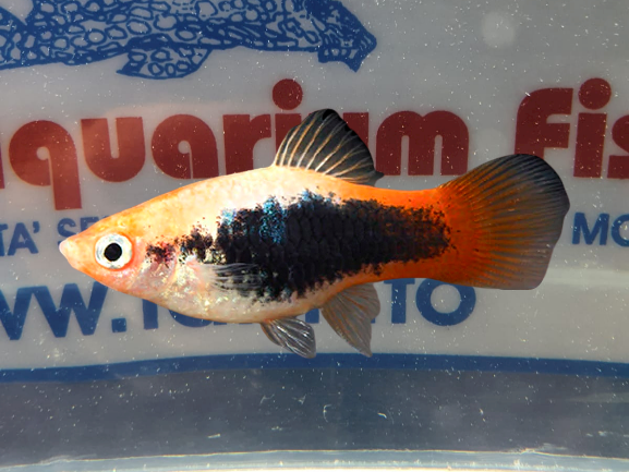 PLATY SUNBURST TUXEDO