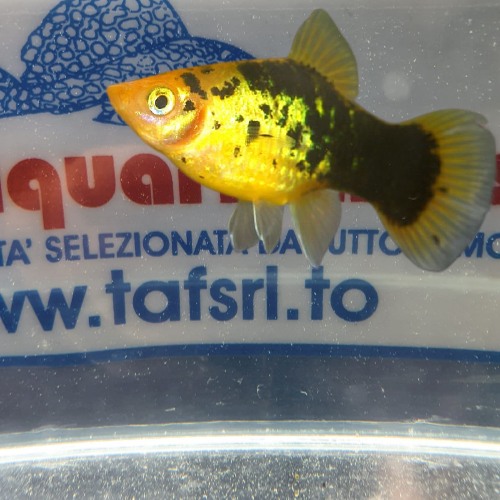 PLATY SUNSET CALICO
