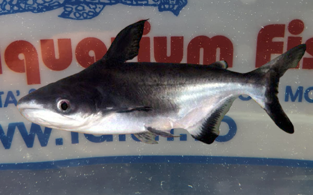 PANGASIUS SUTCHI 10/12 CM