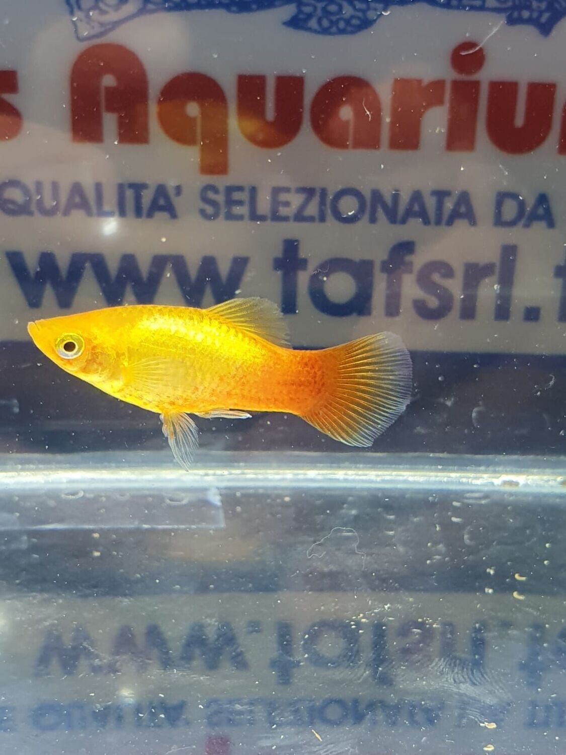 PLATY NEON WAGTAIL assortiti