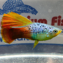 PLATY PINNE A VELO COLORI ASSORTITI