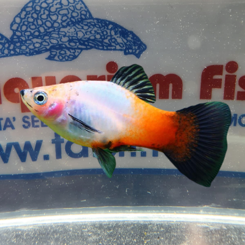 PLATY SUNBURST WAGTAIL